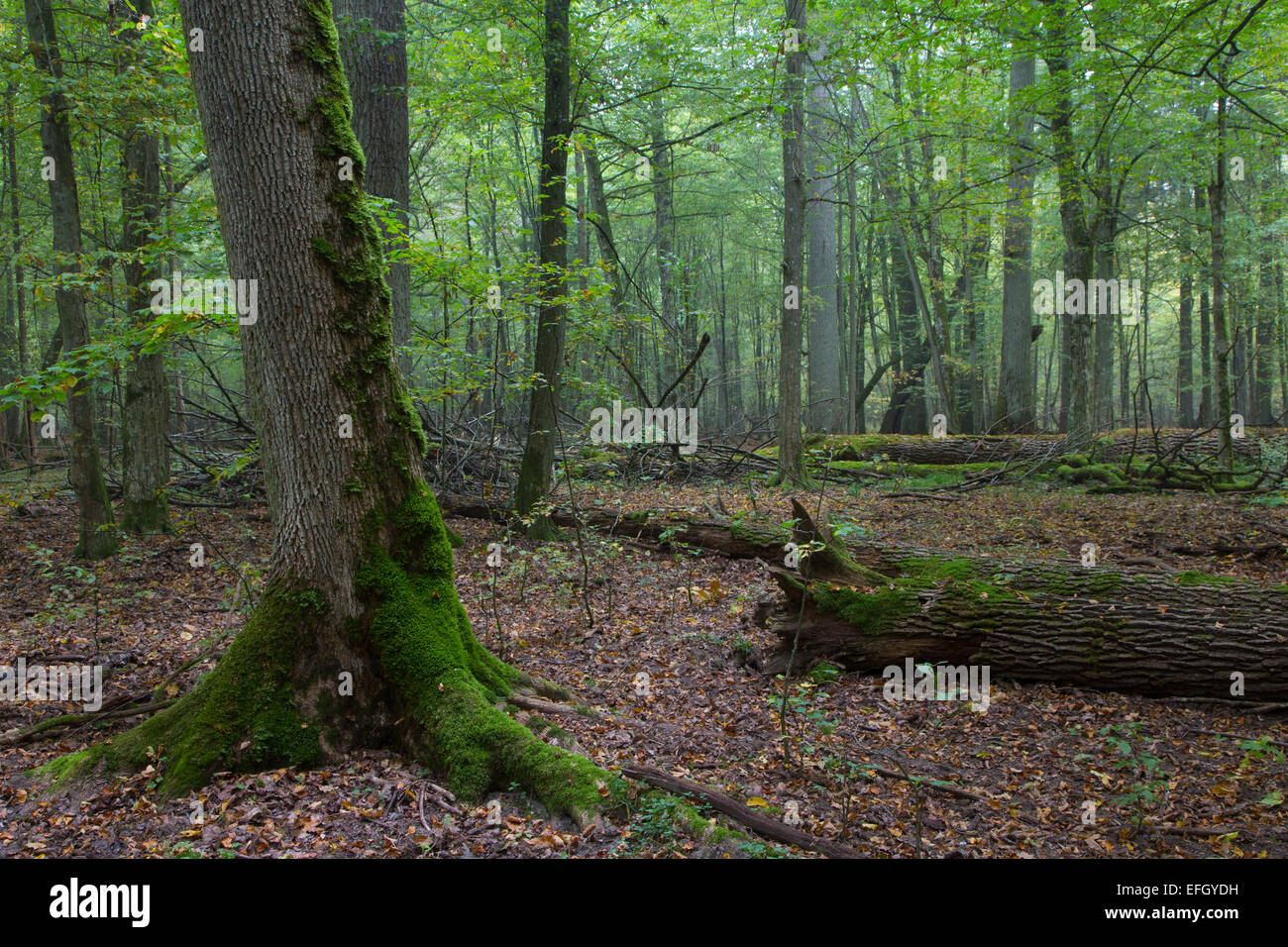 Old oaks in fall misty deciduous stand of Bialowieza Forest with old ...