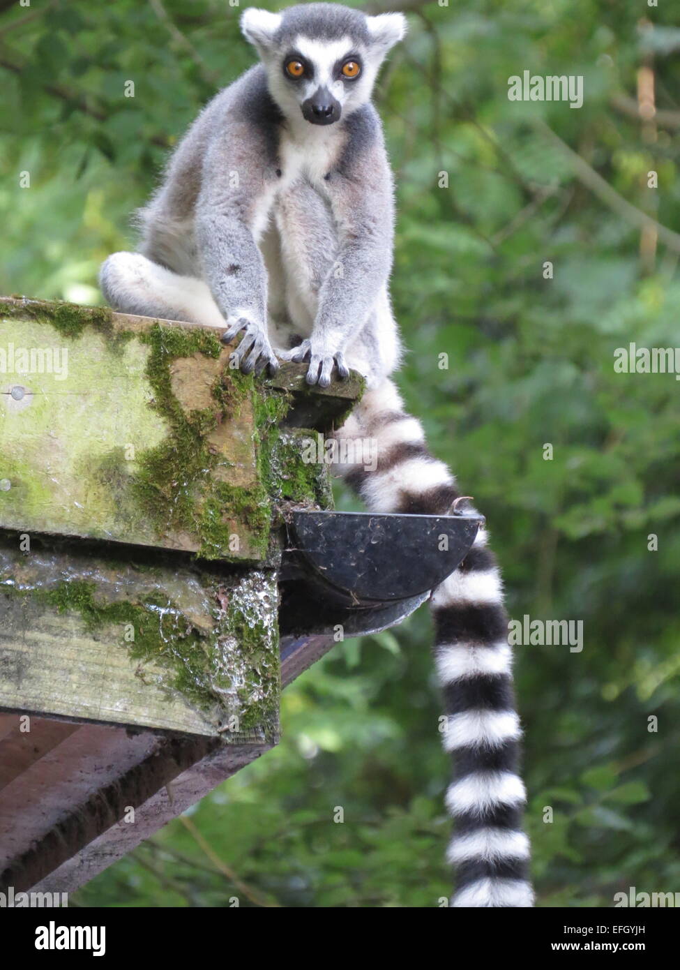 Ring Tailed Lemur taken at Paignton Zoo, UK Stock Photo - Alamy