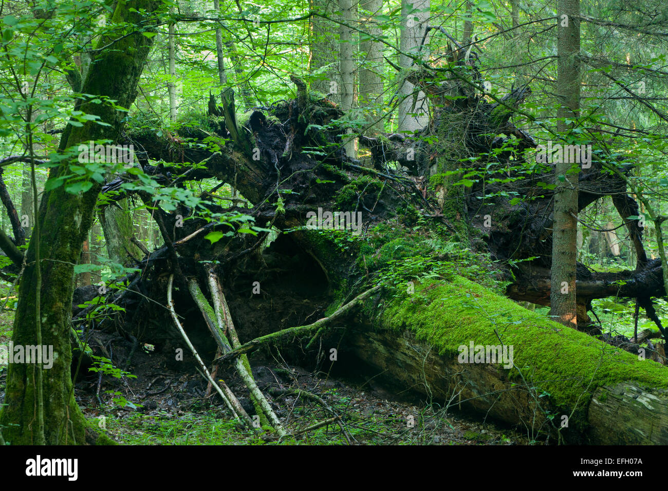 Broken tree roots partly declined against fresh green deciduous stand Stock Photo