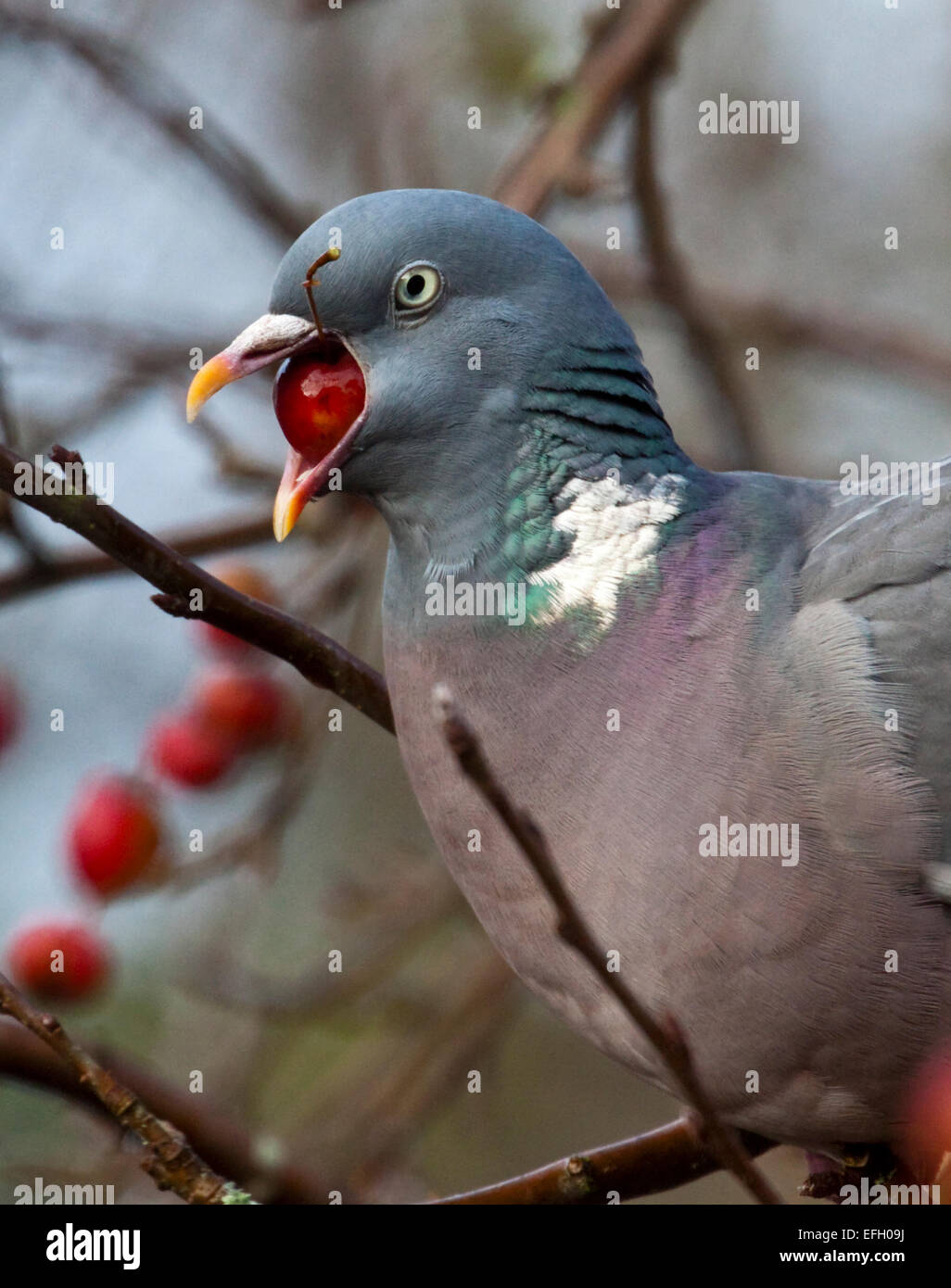 Wood Pigeon Columba Palambus Eating A Crab Apple Uk Stock Photo Alamy