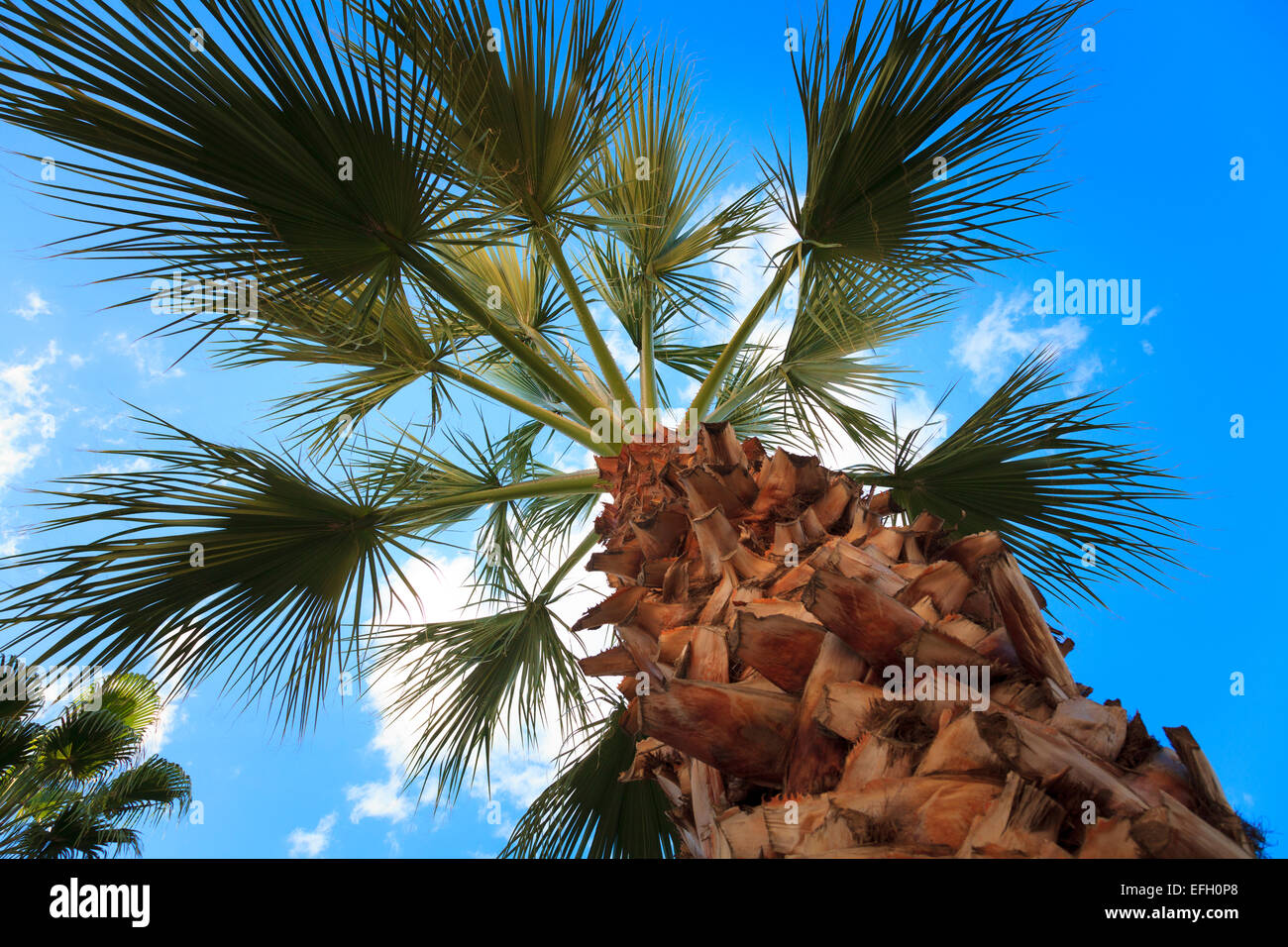 Looking up at fronds of palm tree against sky Stock Photo