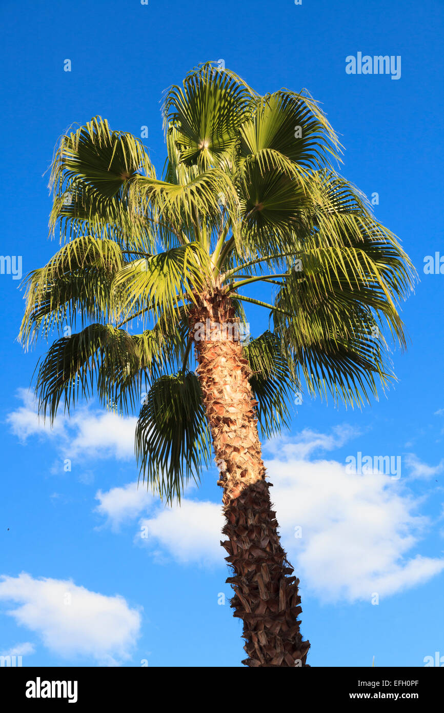 Looking up at fronds of palm tree against sky Stock Photo