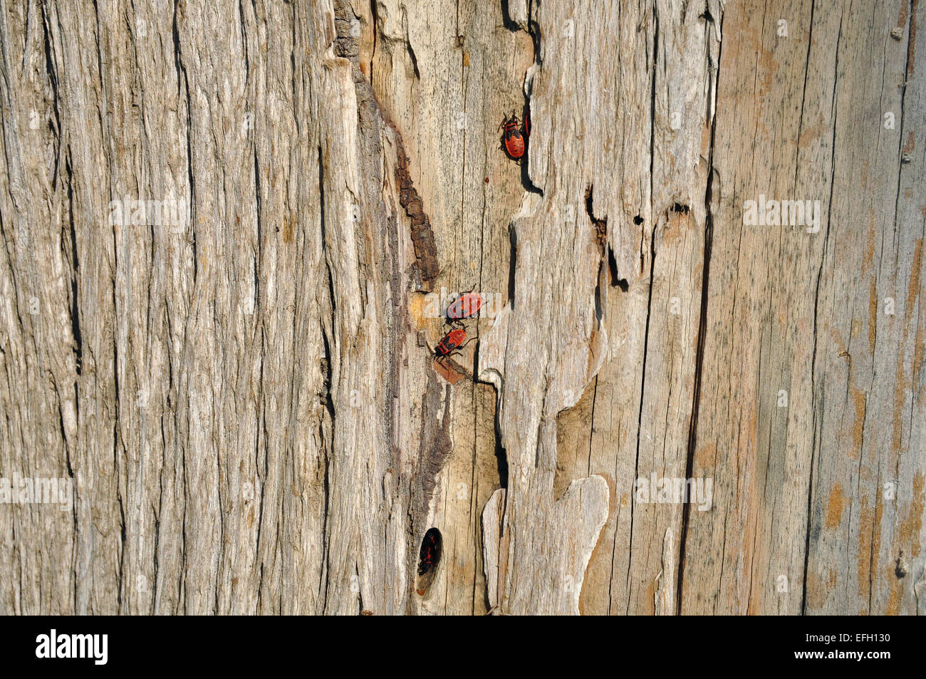 Firebug insects sheltering in tree trunk bark cleft. Wood background texture and red bugs. Stock Photo