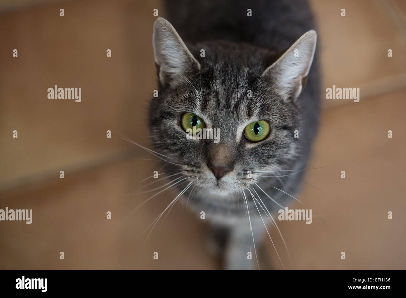 Close-up of tabby cat looking to camera Stock Photo - Alamy