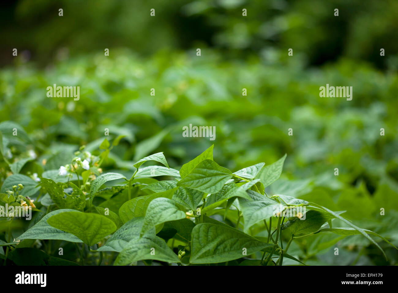 Green beans growing in a vegetable garden Stock Photo - Alamy