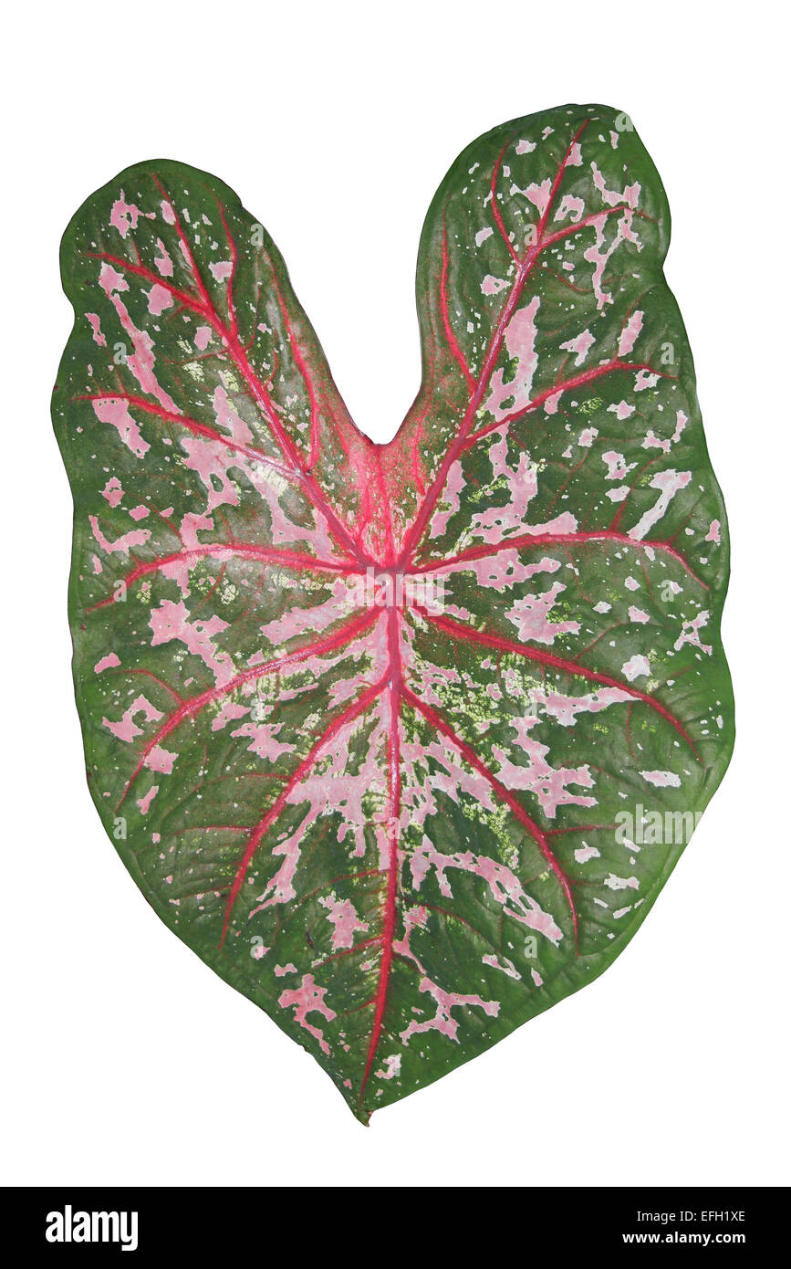 Fancy-leaved Caladium Cut-out Stock Photo