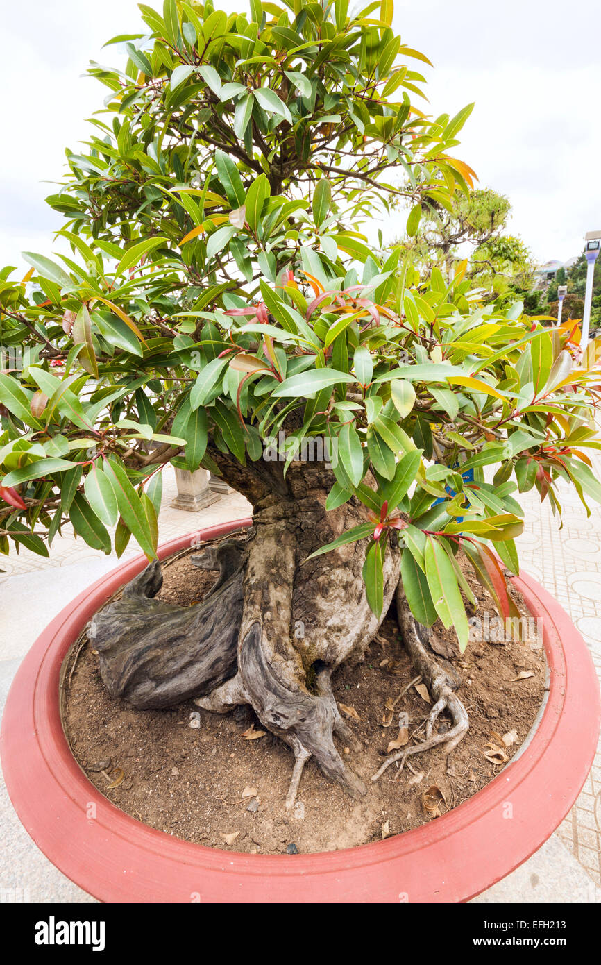 Bonsai tree in Da Lat FlowerGarden, Vietnam Stock Photo Alamy