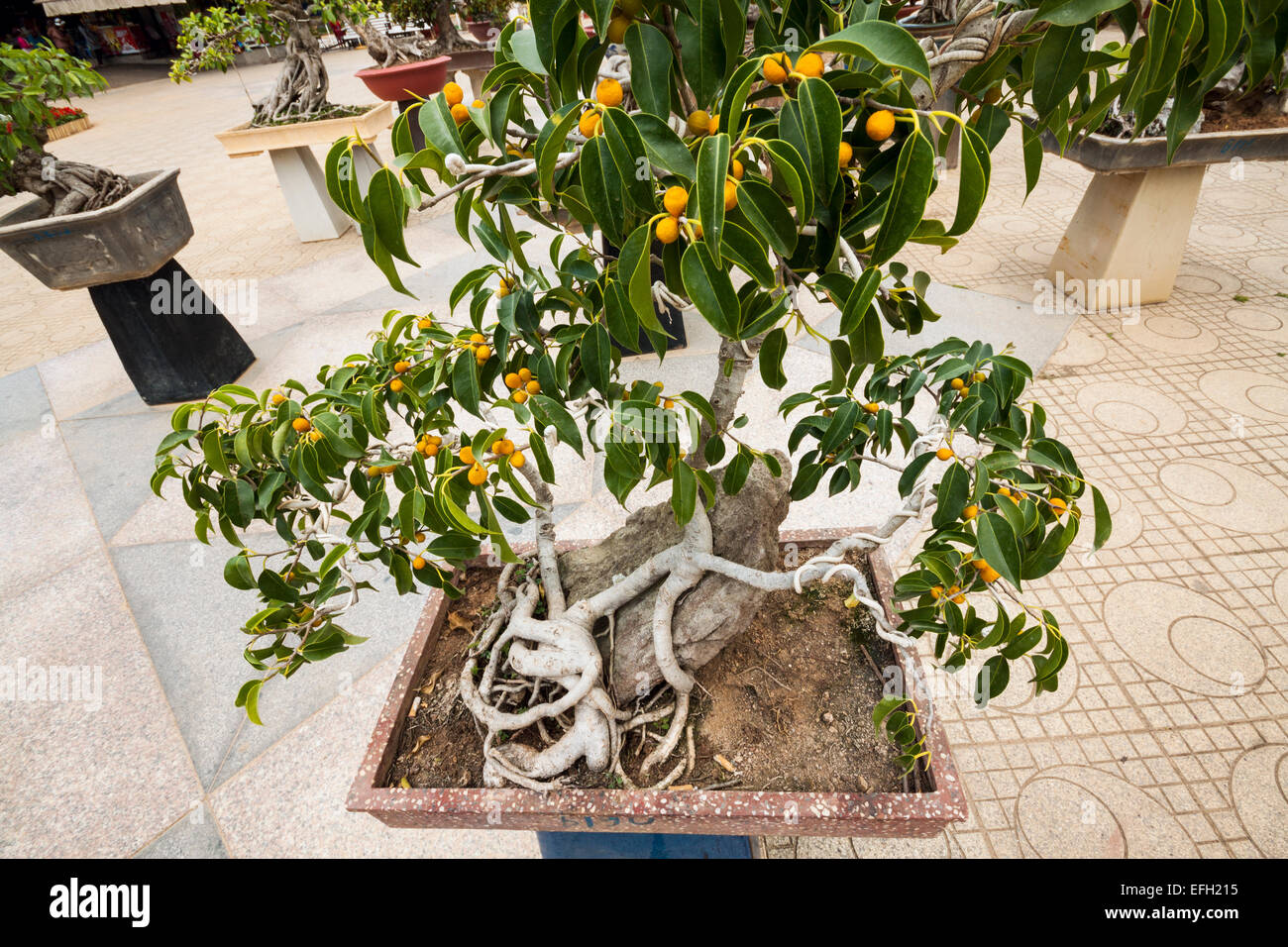 Bonsai tree in Da Lat FlowerGarden, Vietnam Stock Photo Alamy