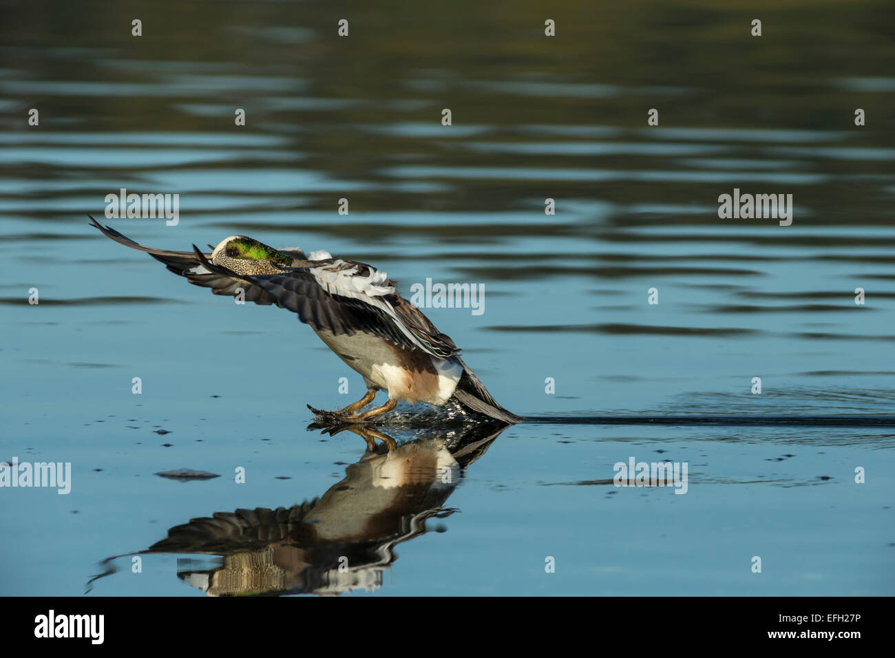 American Wigeon duck drake landing on Esquimalt Lagoon-Victoria, British Columbia, Canada. Stock Photo