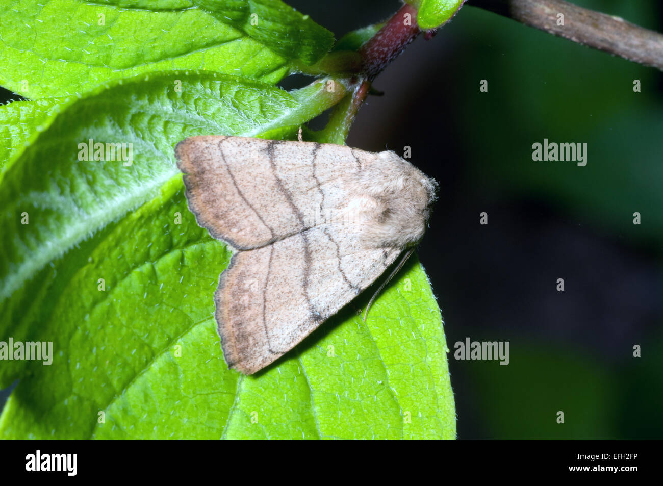 A Treble Lines moth at rest on leaf Stock Photo