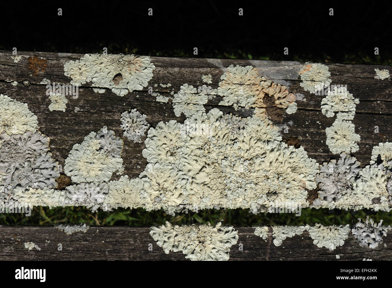 A  grey-green round lichen, Diploicia canescens, on old wood on a garden table, Devon, May Stock Photo