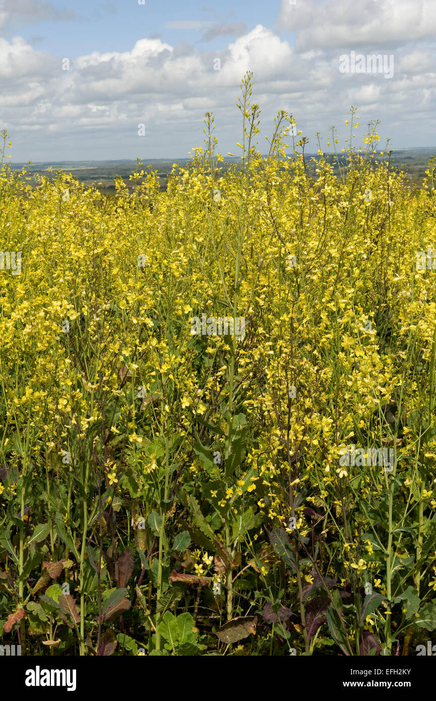 A game cover crop, kale in yellow flower, Berkshire, May Stock Photo