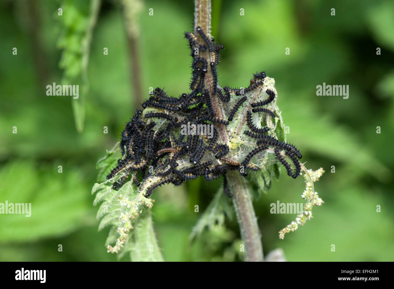 Small tortoiseshell butterfly, Aglais urticae, large numbers of caterpillars webbing and feeding on stinging nettle, Urtica dioi Stock Photo