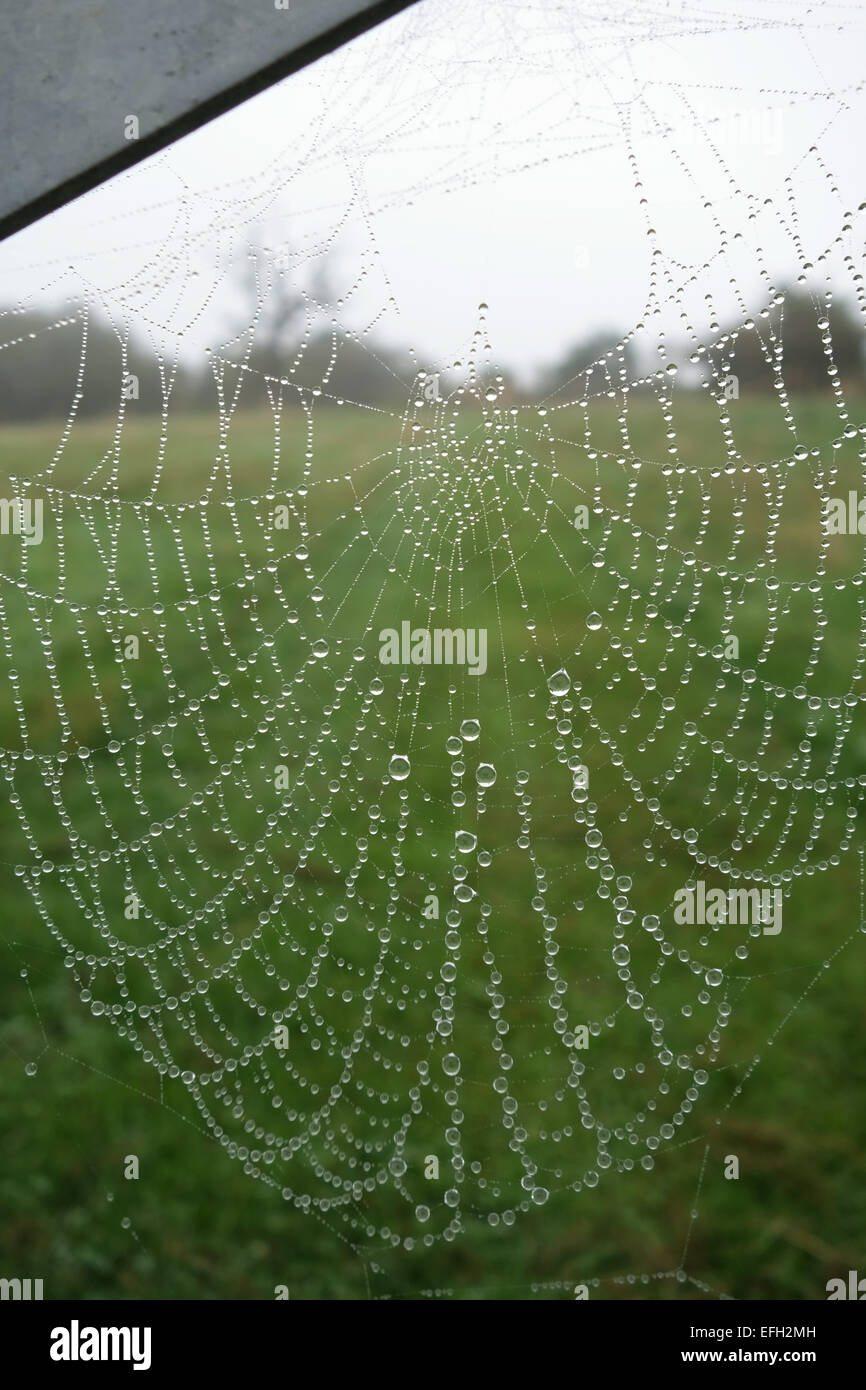 Web of an orb-web spider with water droplets on a foggy autumn morning suspended between the bars of a metal field gate, Berkshi Stock Photo