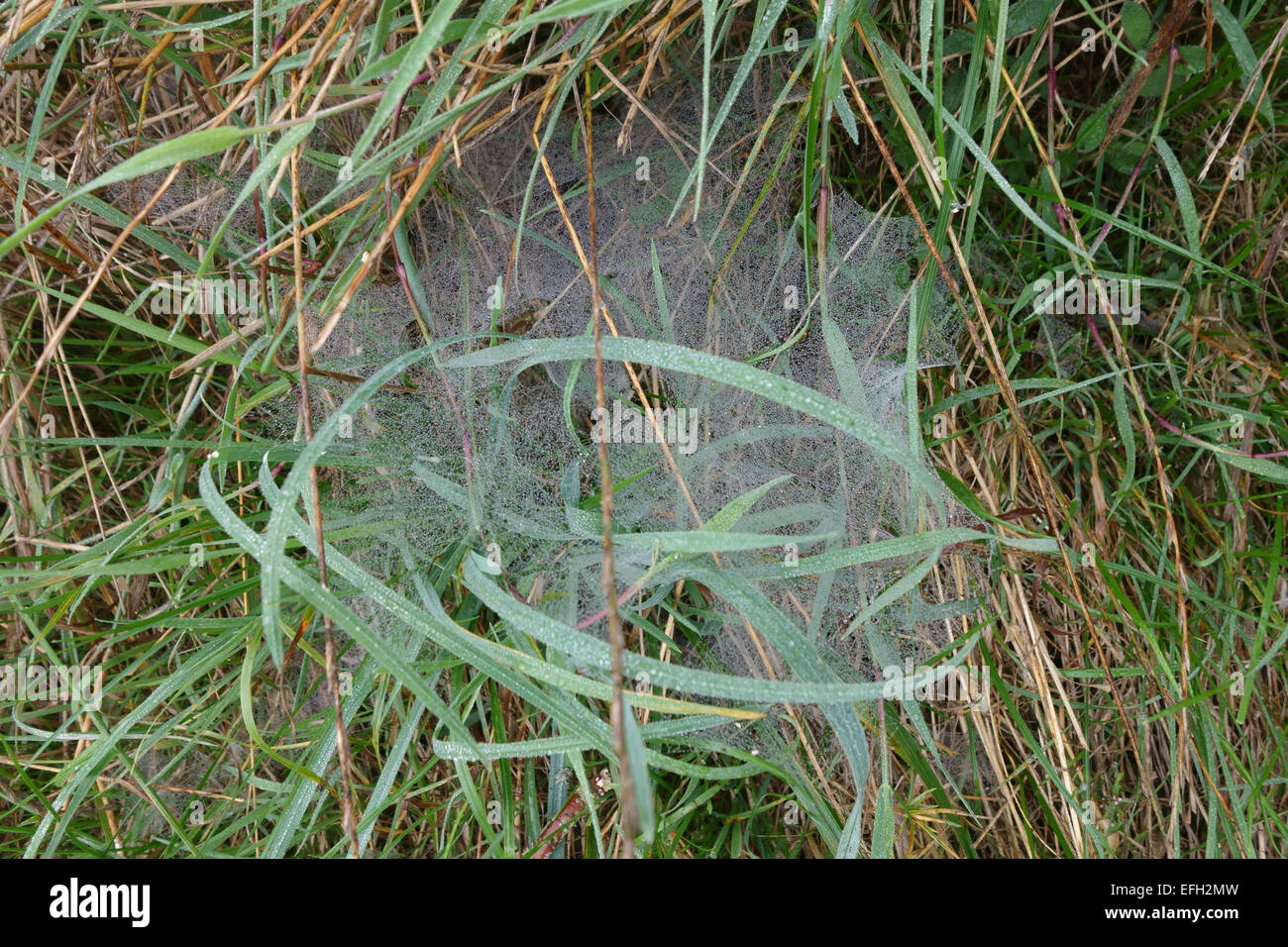 The web of a hunting spider, Lycosidae, with droplets of dew and built among the grass on a foggy autumn morning, Berkshire, Sep Stock Photo