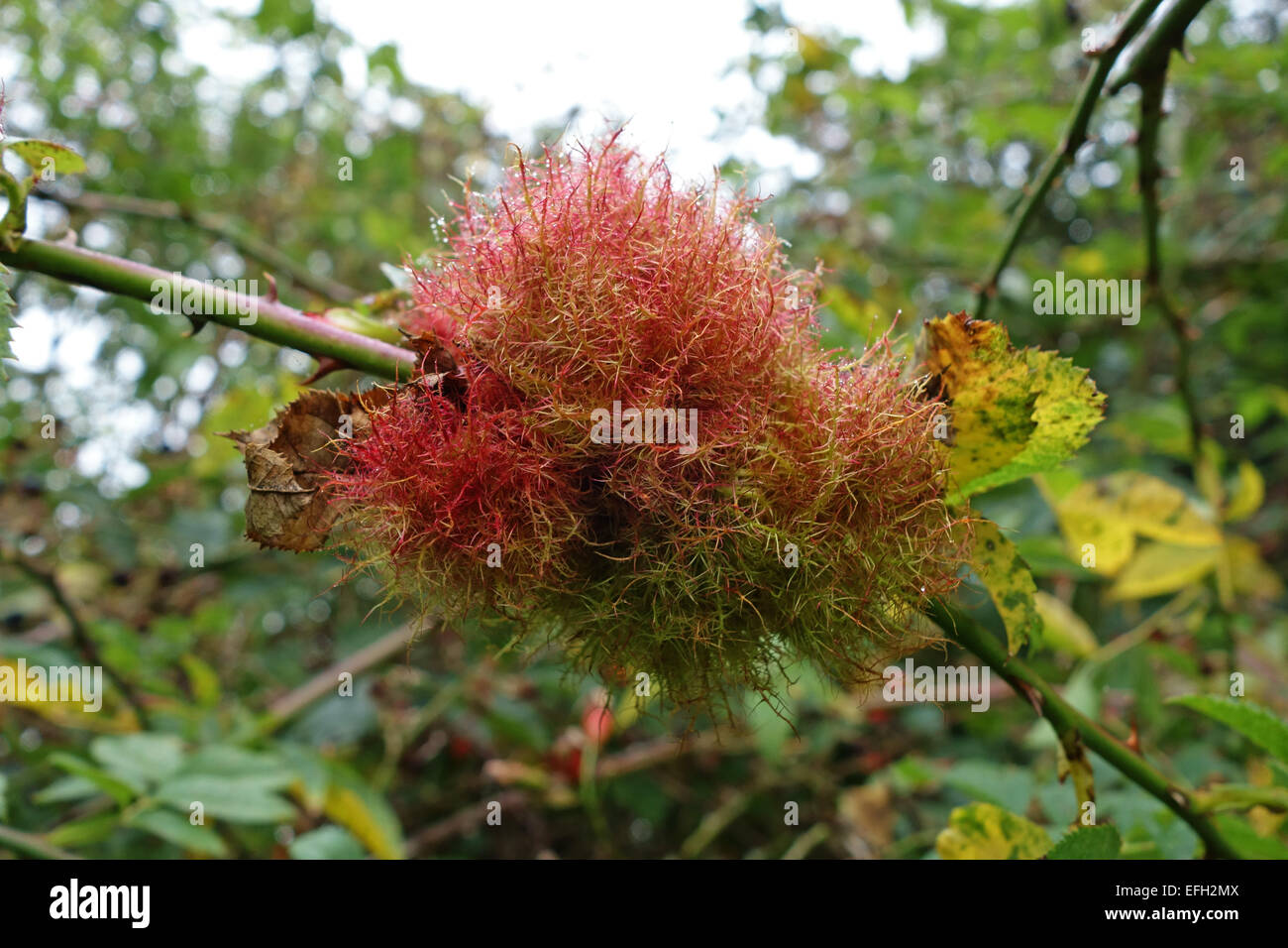 Gall of a bedeguar gall wasp, Diplolepis rosae, or robin's pincushion on the stem of a wild dog rose, Rosa, canina, Berkshire, S Stock Photo