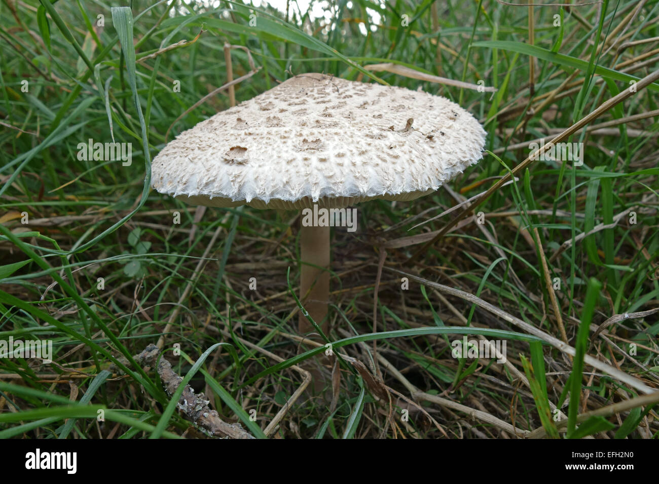 Parasol mushroom, Lepiota procera, fruiting body on an autumn morning, Berkshire, September Stock Photo