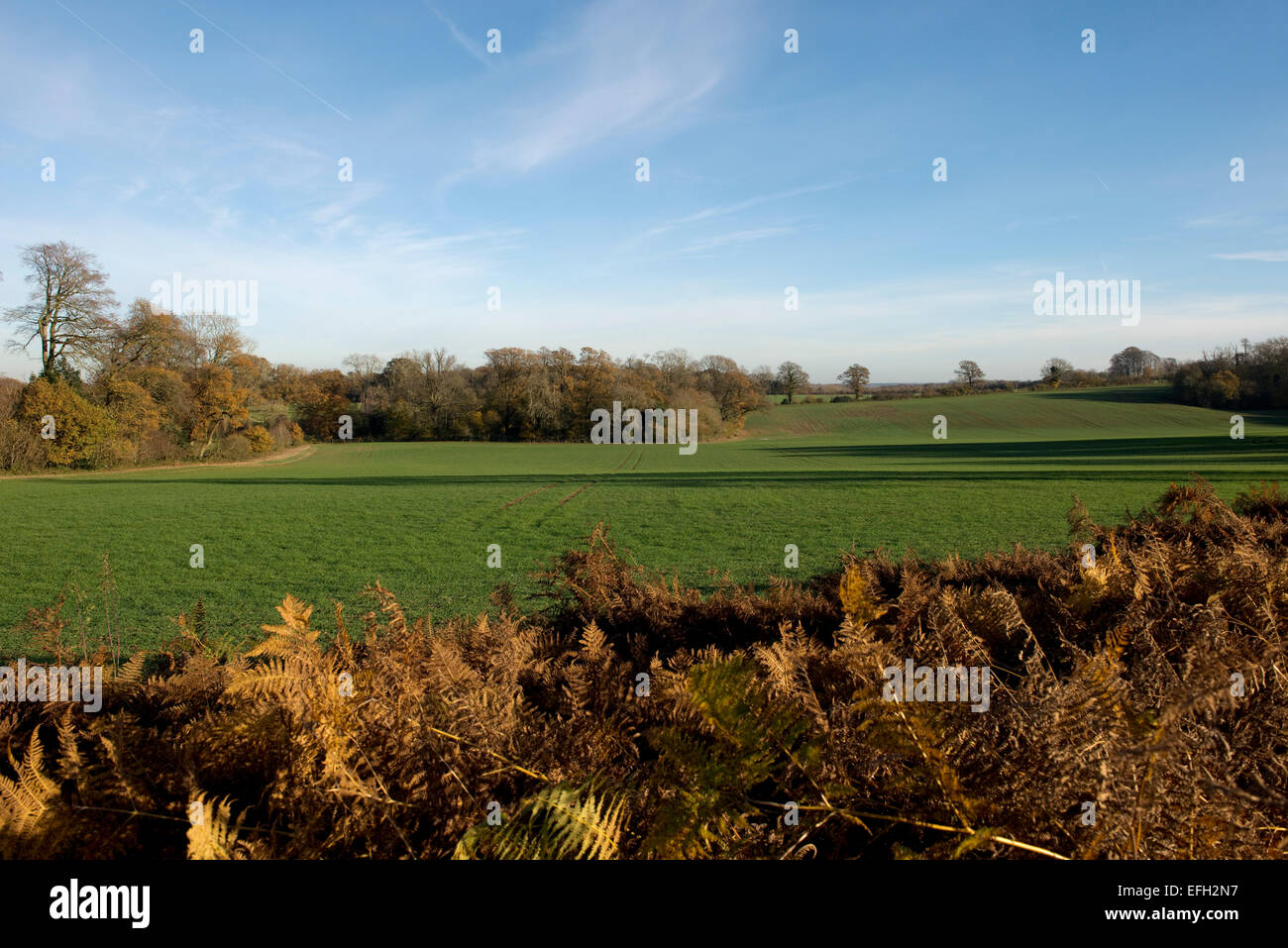 A young autumn crop of winter cereals on a fine day with blue sky and dry bracken in the foreground. Berkshire, November Stock Photo