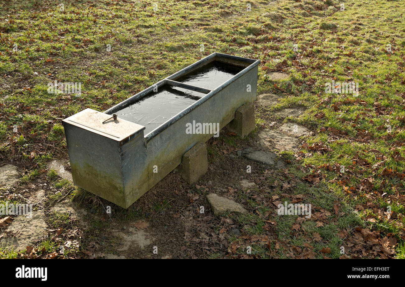 Water trough for animals in a field in Sussex, UK Stock Photo Alamy