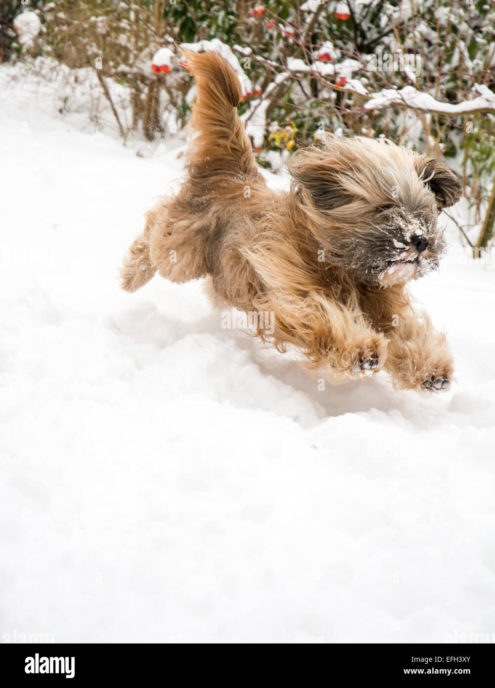 Dog agility tibetan terrier running and jumping in the snow Stock