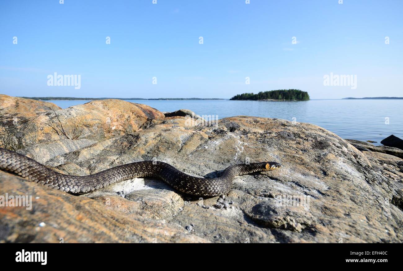Snake on the rocks hi-res stock photography and images - Alamy