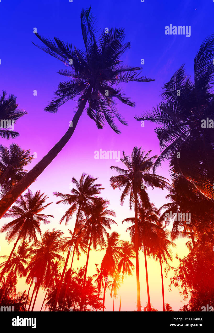 Palm trees silhouettes on tropical beach at sunset Stock Photo - Alamy