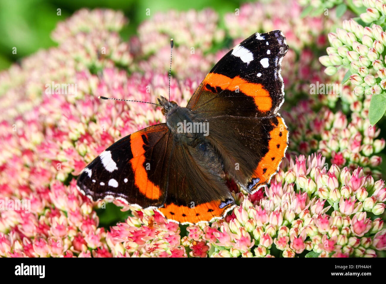 A close up shot of a Red Admiral butterfly (Vanessa Atalanta) resting on a pink Sedum flower, England, UK Stock Photo
