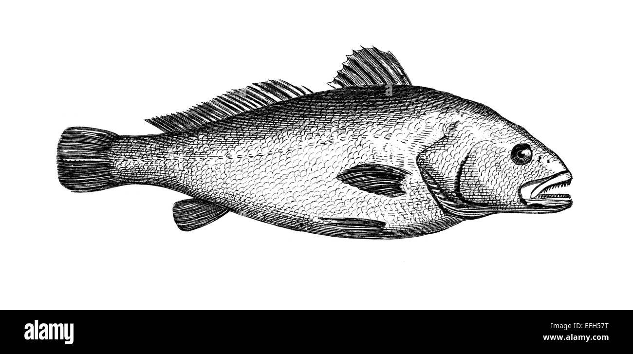 Victorian engraving of a maigre or croaker fish. Digitally restored image from a mid-19th century Encyclopaedia. Stock Photo