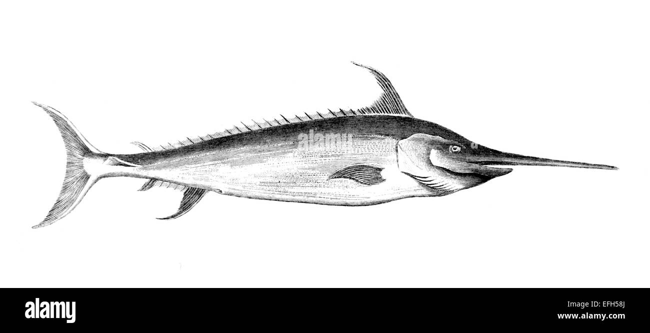 Victorian engraving of a swordfish. Digitally restored image from a mid-19th century Encyclopaedia. Stock Photo