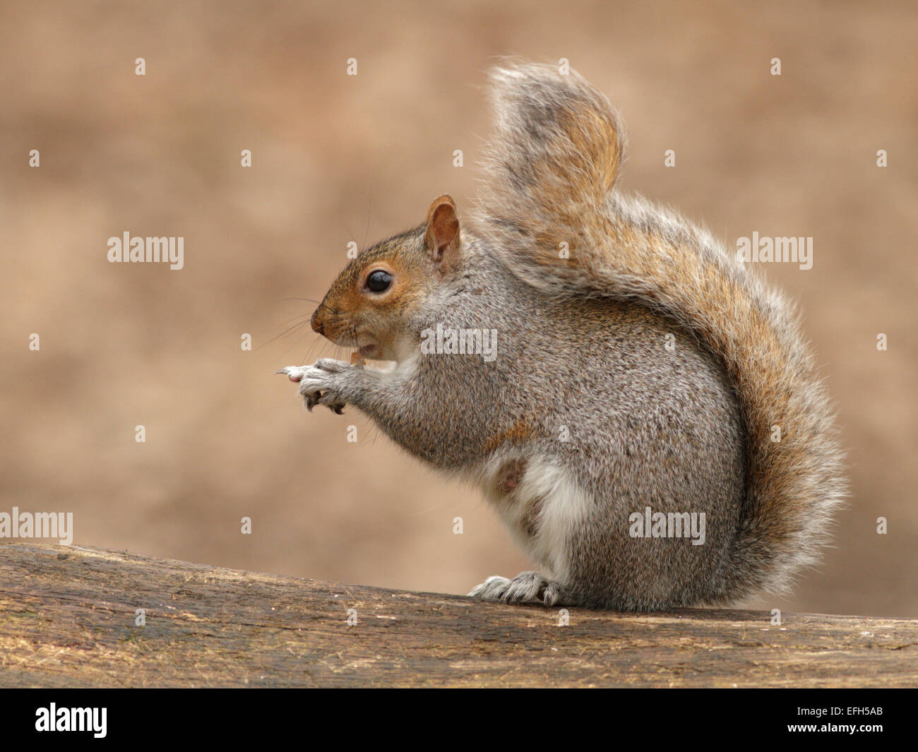 Grey Squirrel sitting on branch Stock Photo