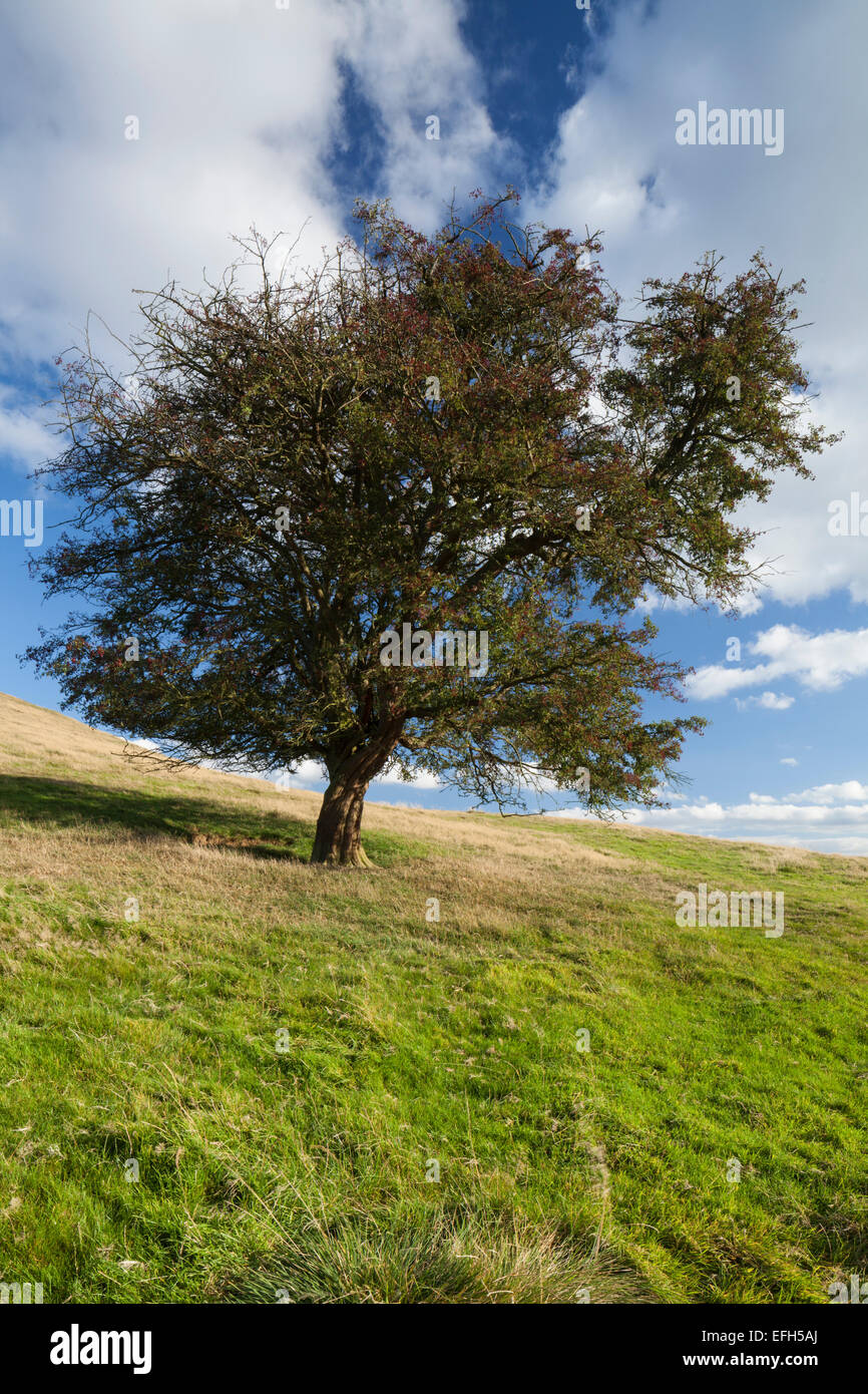 A lone, weathered hawthorn tree with its red autumn berries, on the slopes of Honey Hill, Northamptonshire, England Stock Photo