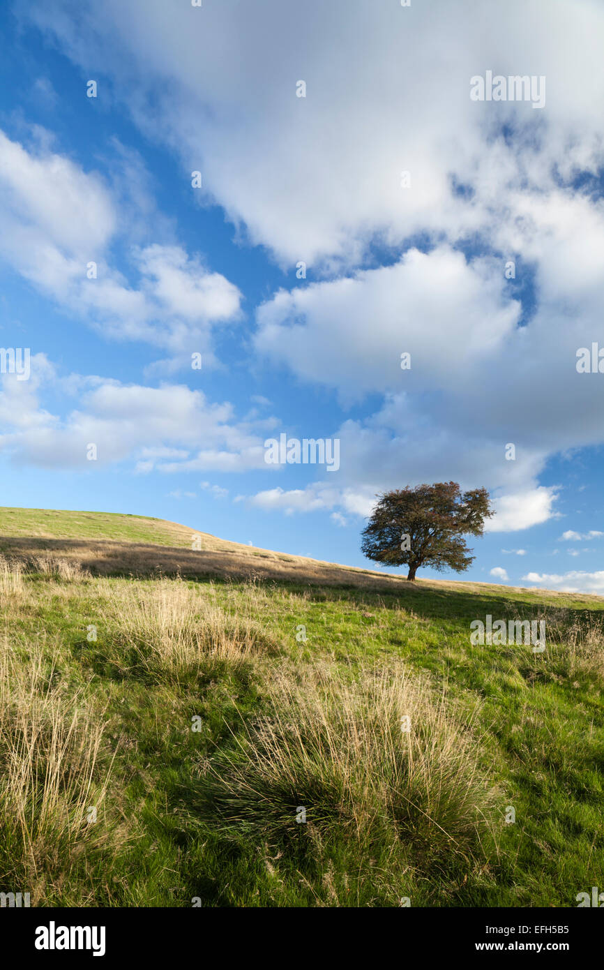 A lone, weathered hawthorn tree on the grassland slopes of Honey Hill in early autumn near Cold Ashby, Northamptonshire, England Stock Photo