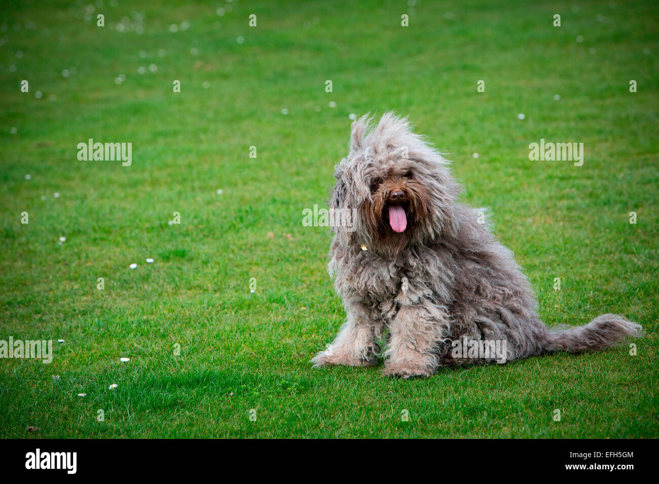 Long haired hungarian water dog (puli) sitting on grass Stock Photo