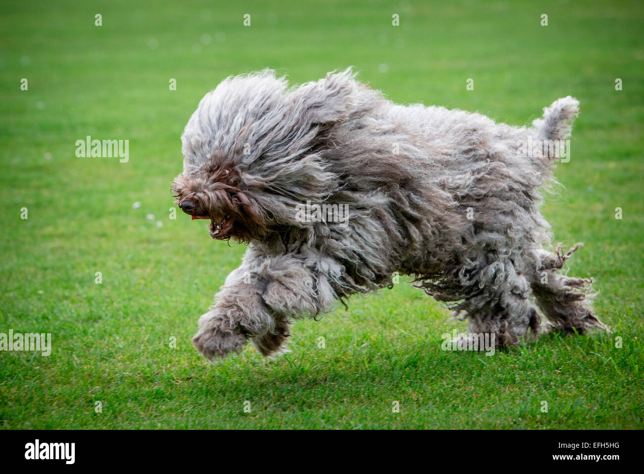 Long haired hungarian water dog (puli) running across grass Stock Photo