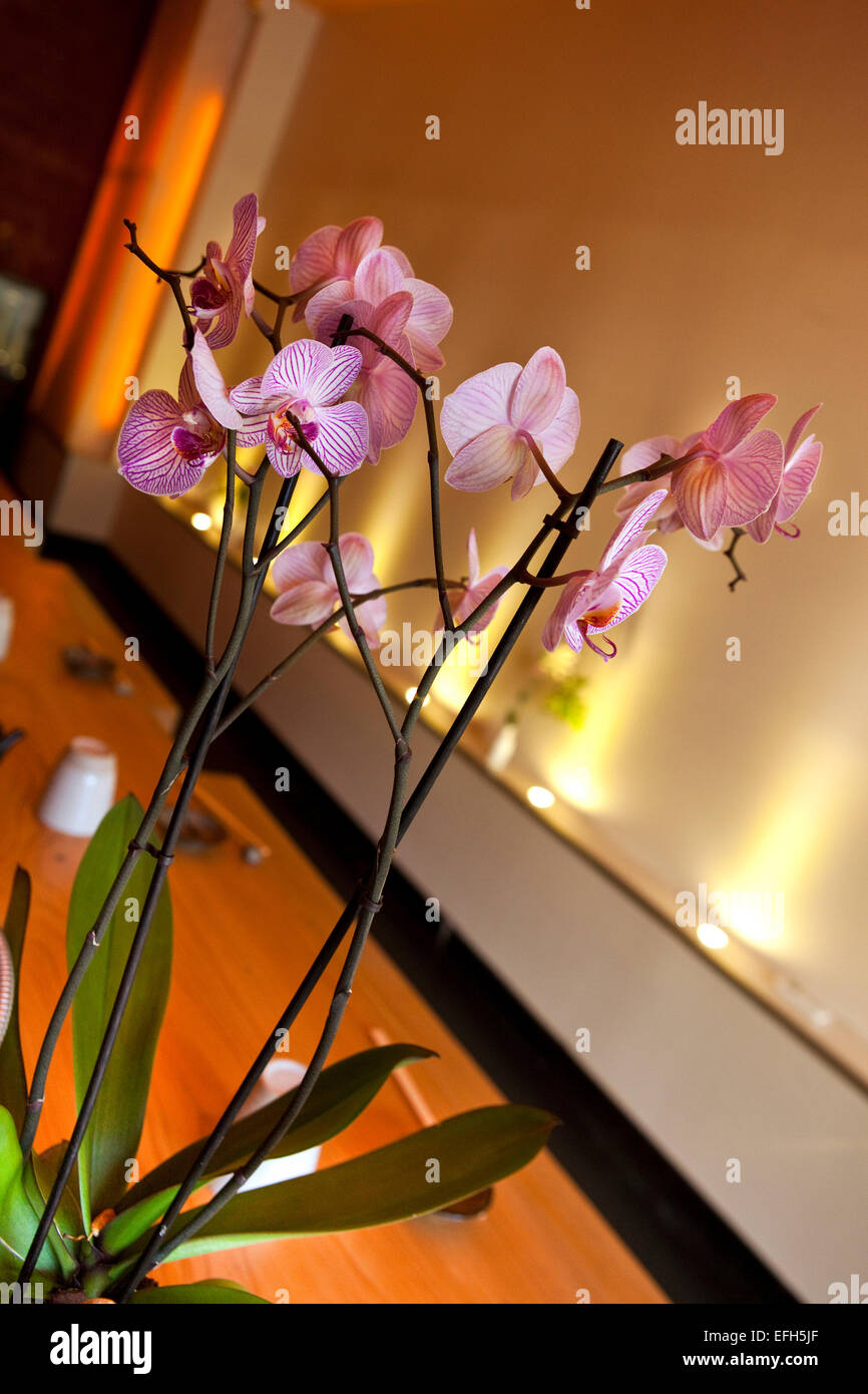 Orchids in a Japanese restaurant Stock Photo Alamy