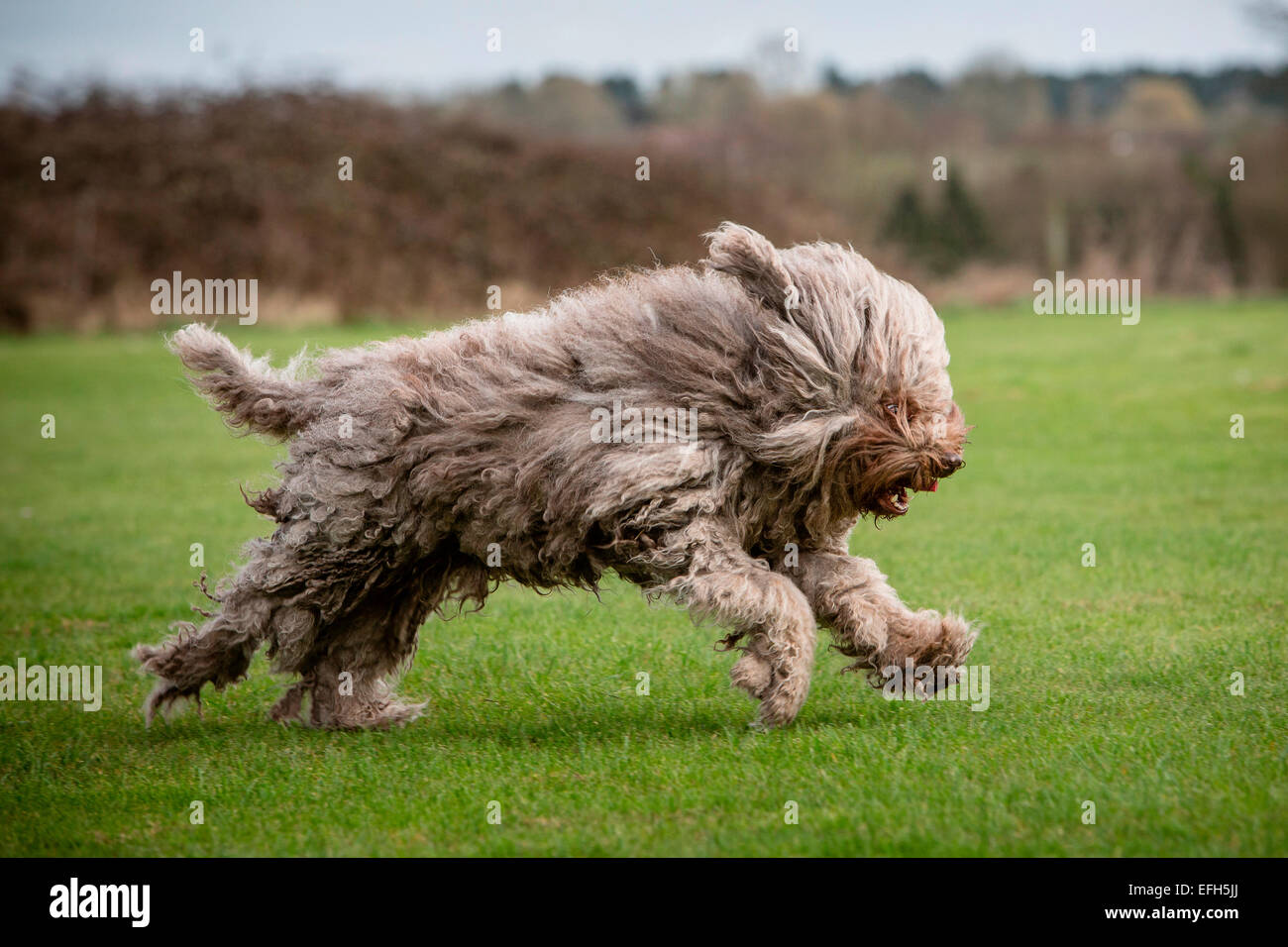 Long haired hungarian water dog (puli) running in park Stock Photo