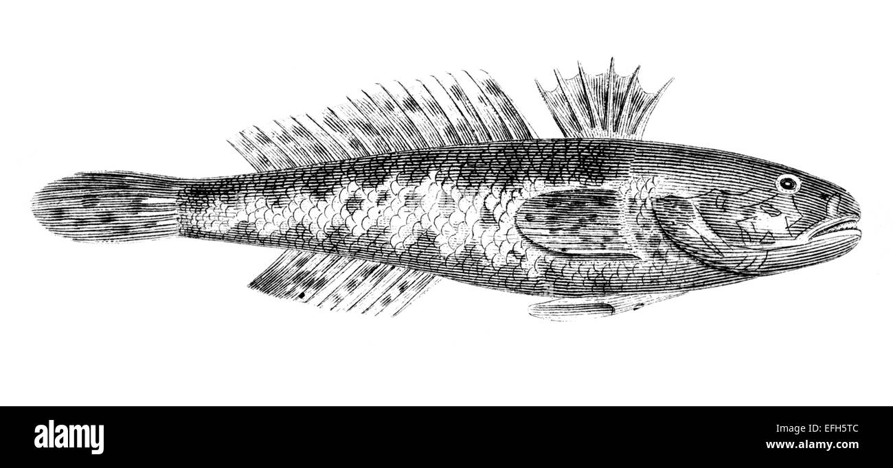 Victorian engraving of a black goby fish. Digitally restored image from a mid-19th century Encyclopaedia. Stock Photo