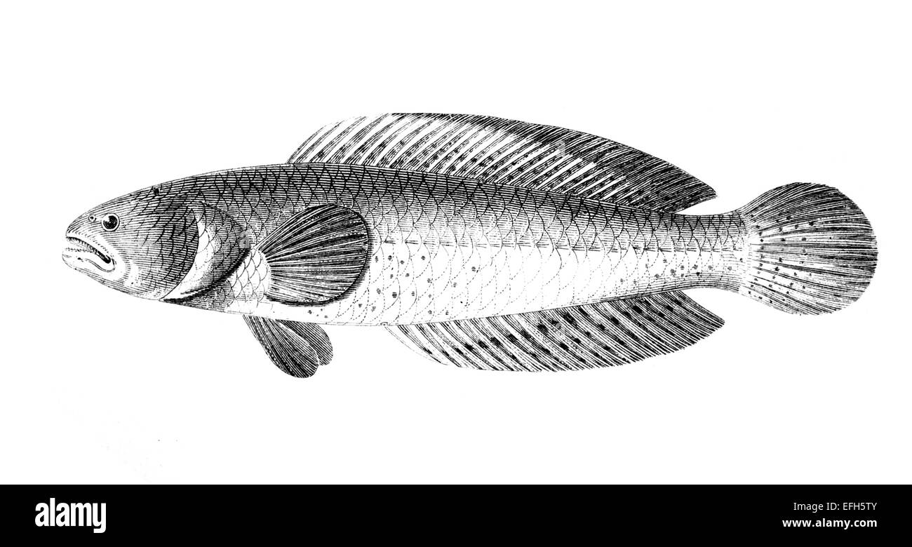 Snakehead illustration Black and White Stock Photos & Images - Alamy