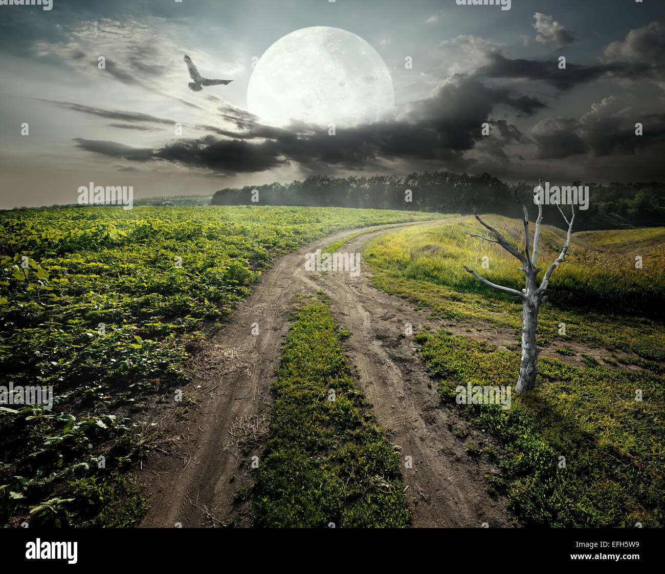 Dry tree near country road under fool moon. Elements of this image furnished by NASA Stock Photo