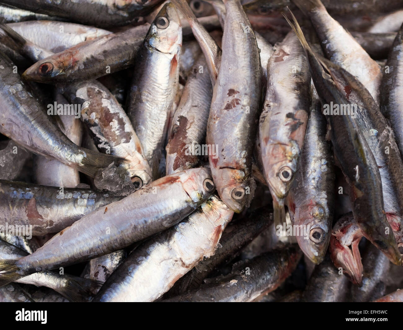 Smelly old anchovies fish close up Stock Photo