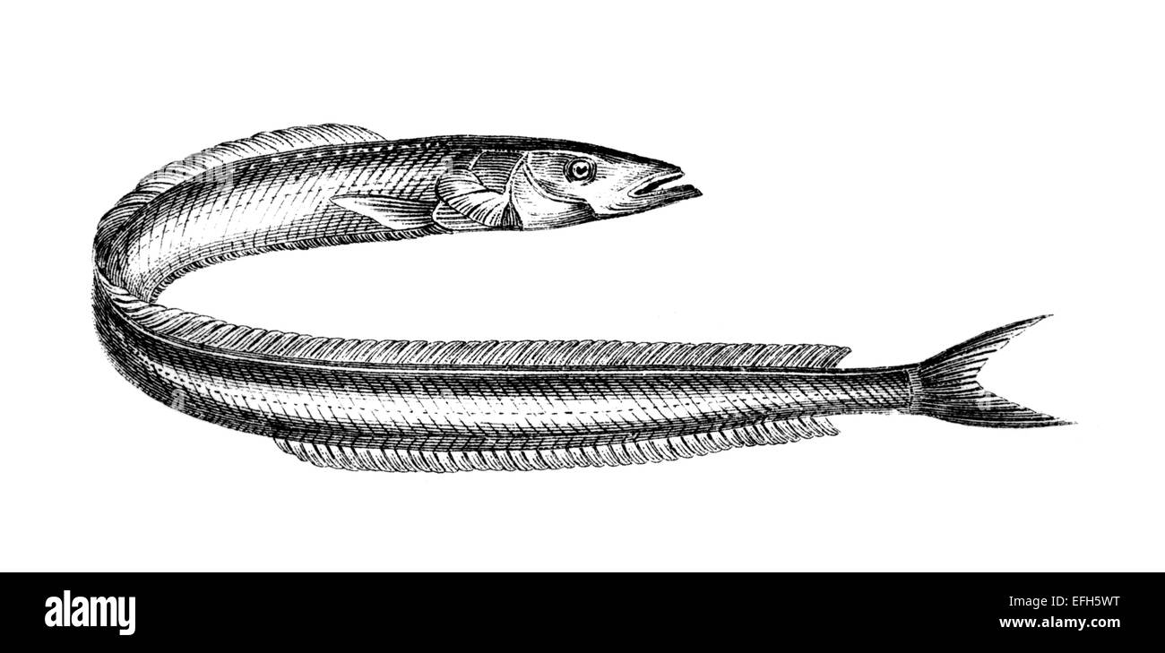 Victorian engraving of a sand lance. Digitally restored image from a mid-19th century Encyclopaedia. Stock Photo
