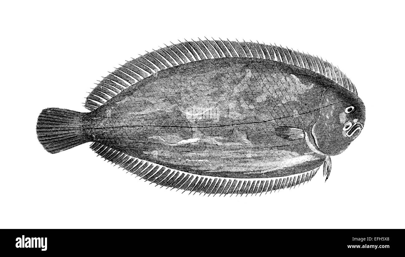 Sole fish engraving hires stock photography and images Alamy