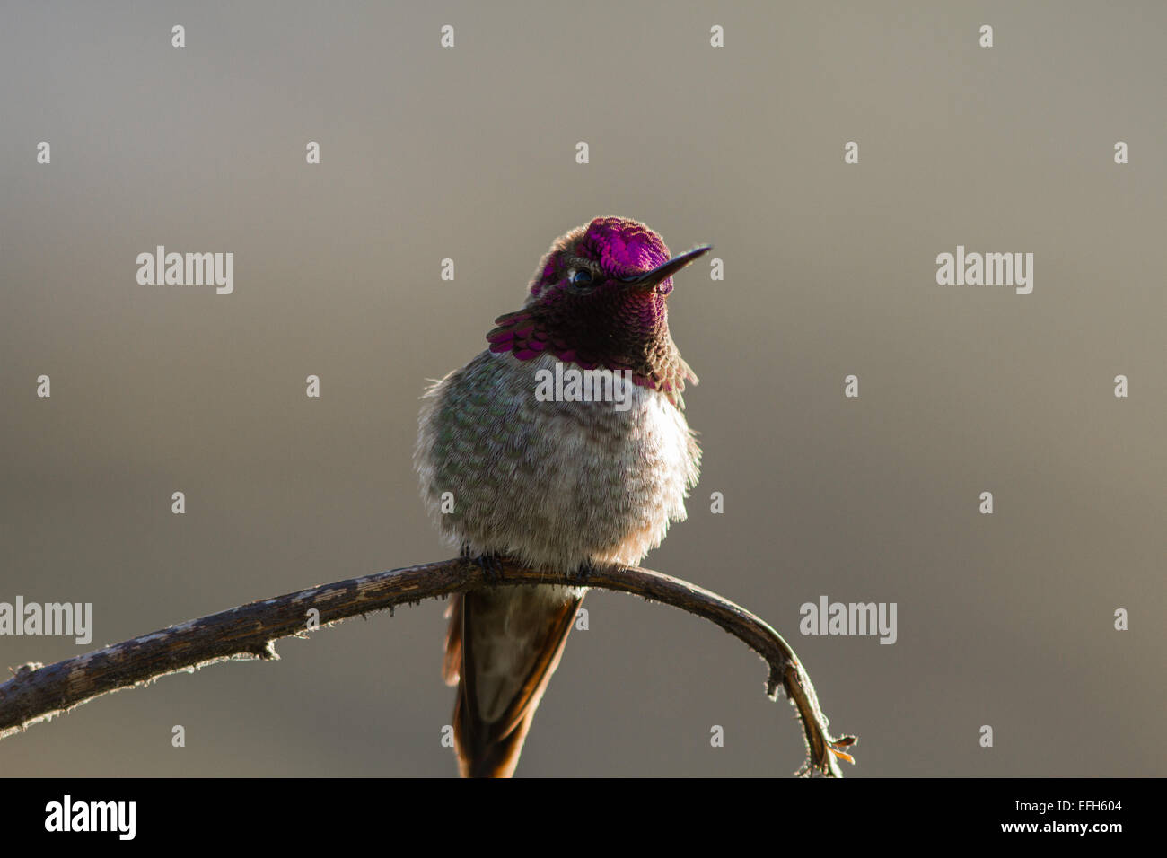 Costa's hummingbird on a branch at Sutro baths, San Francisco Stock