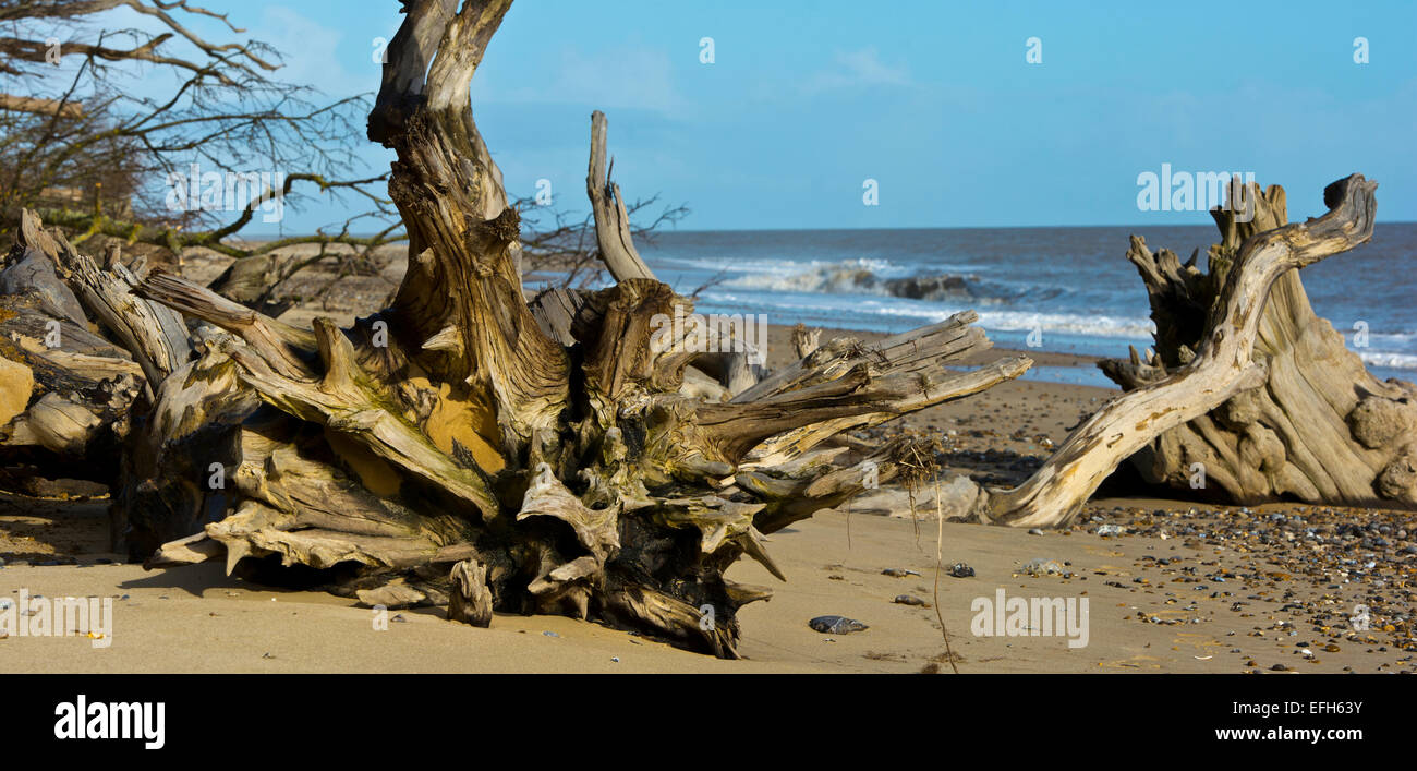 Driftwood tree trucks Covehithe beach Suffolk England UK Stock Photo Alamy