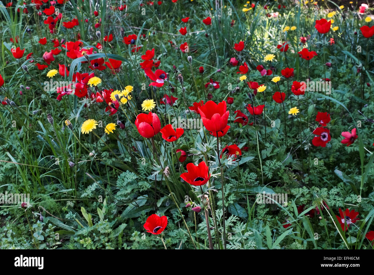 Flying Carpets High Resolution Stock Photography and Images - Alamy