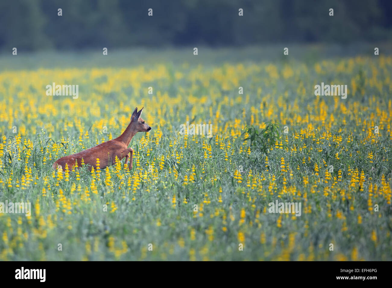 Roe-deer on the run in the wild Stock Photo