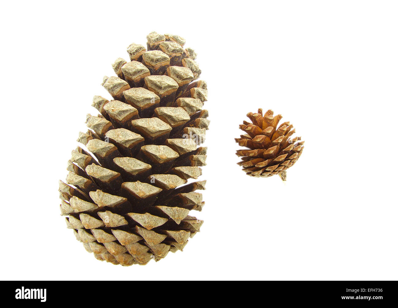 Pine cones isolated on white background Stock Photo - Alamy
