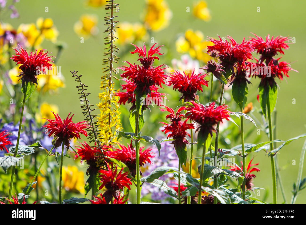 Monarda red flowers in garden flower bed Stock Photo - Alamy