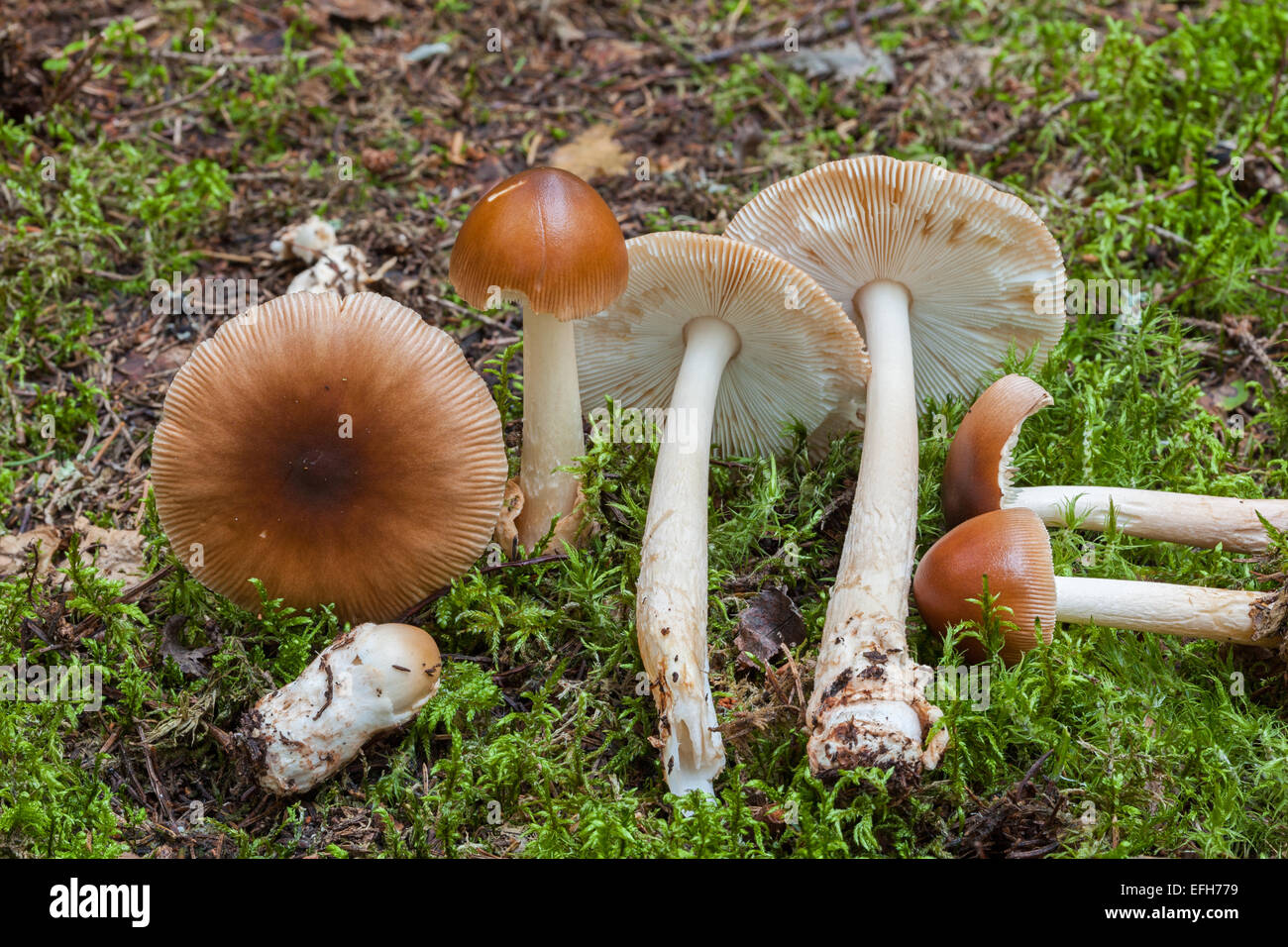 Tawny grisette mushroom Stock Photo