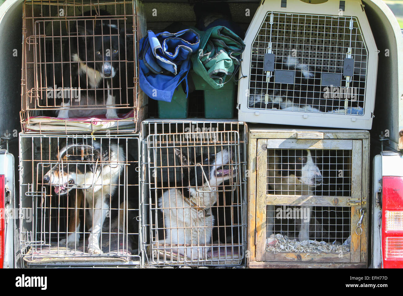 Five caged border collie sheepdogs in the back of a pickup truck Stock  Photo - Alamy